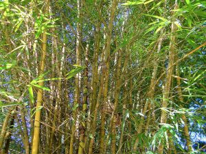 bambu dorado