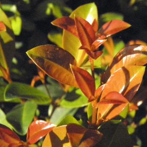 Eugenia myrtifolia