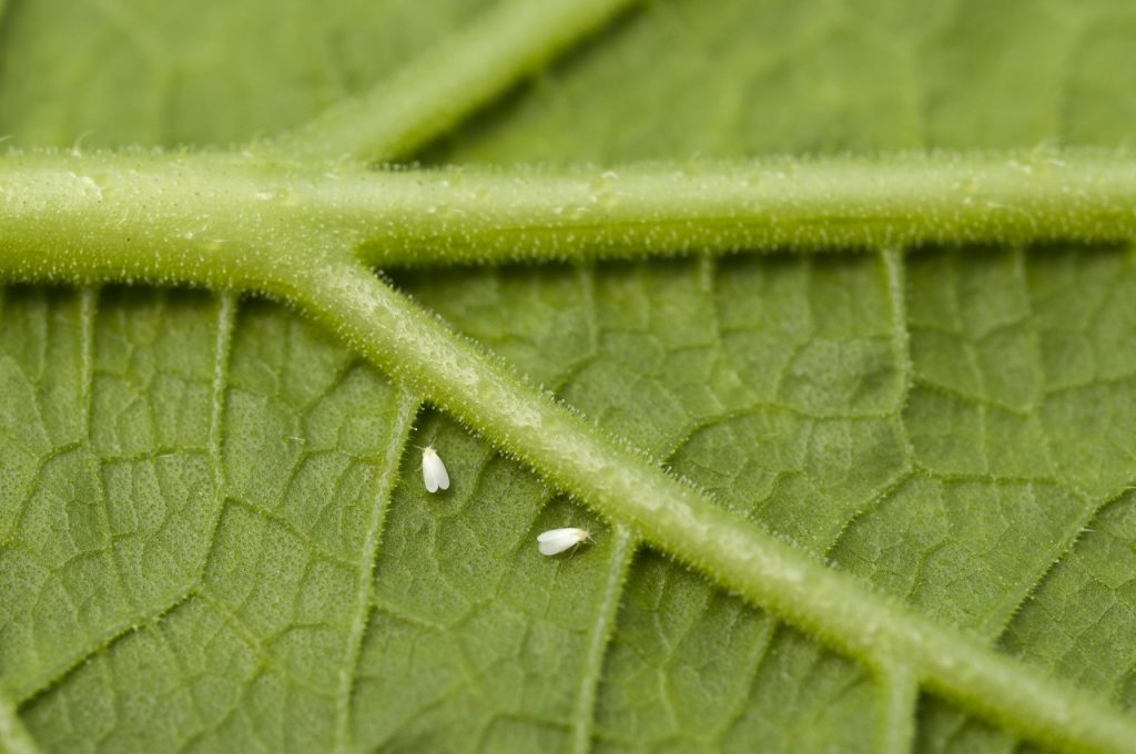 mosca blancaen hoja verde