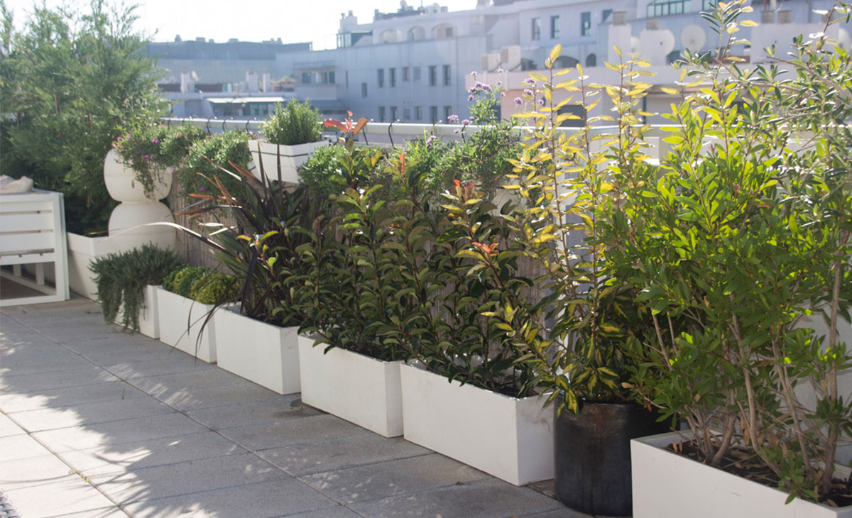 arbustos mediterráneos en jardineras