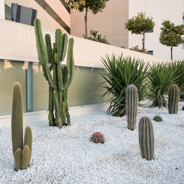 jardin con cactus