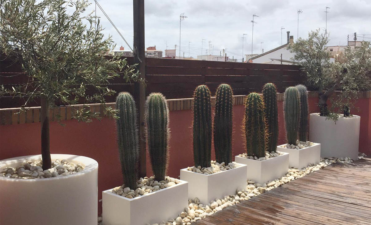 diseño terraza con cactus