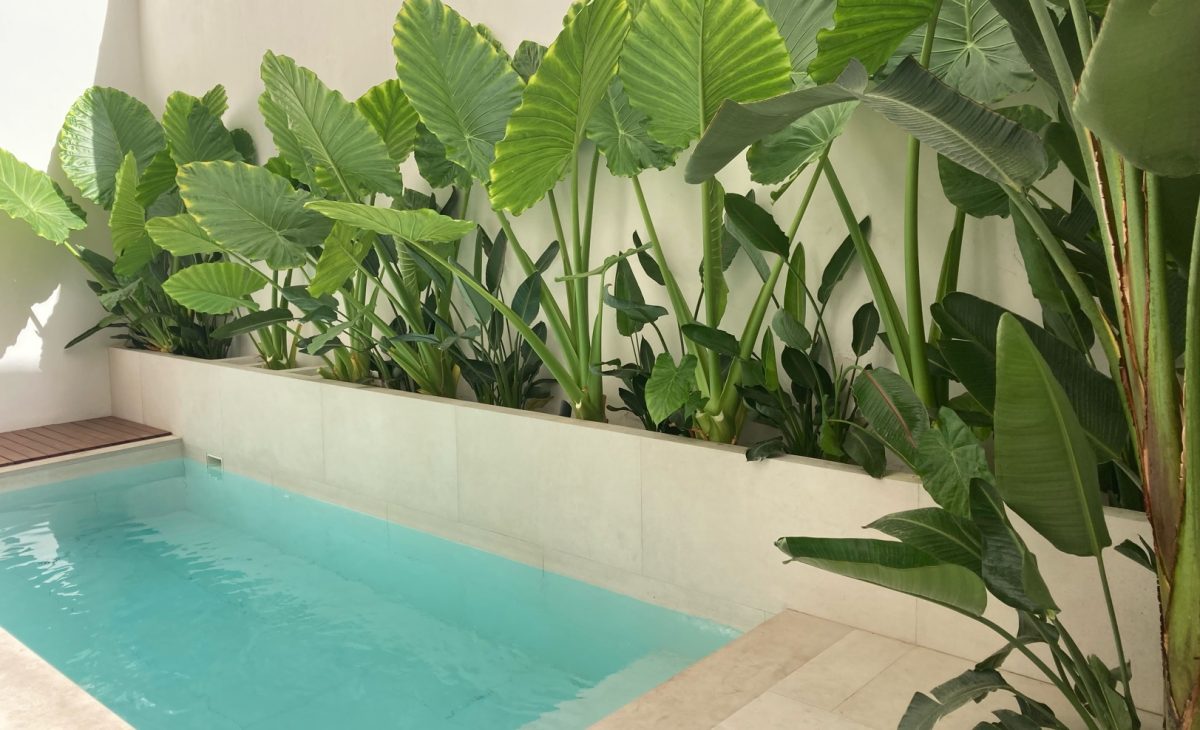jardín de alocasias piscina